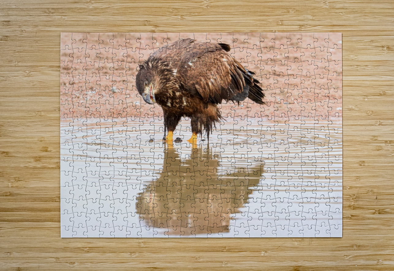 Juvenile Bald Eagle Reflection Daniel Pekar Photography Puzzle printing