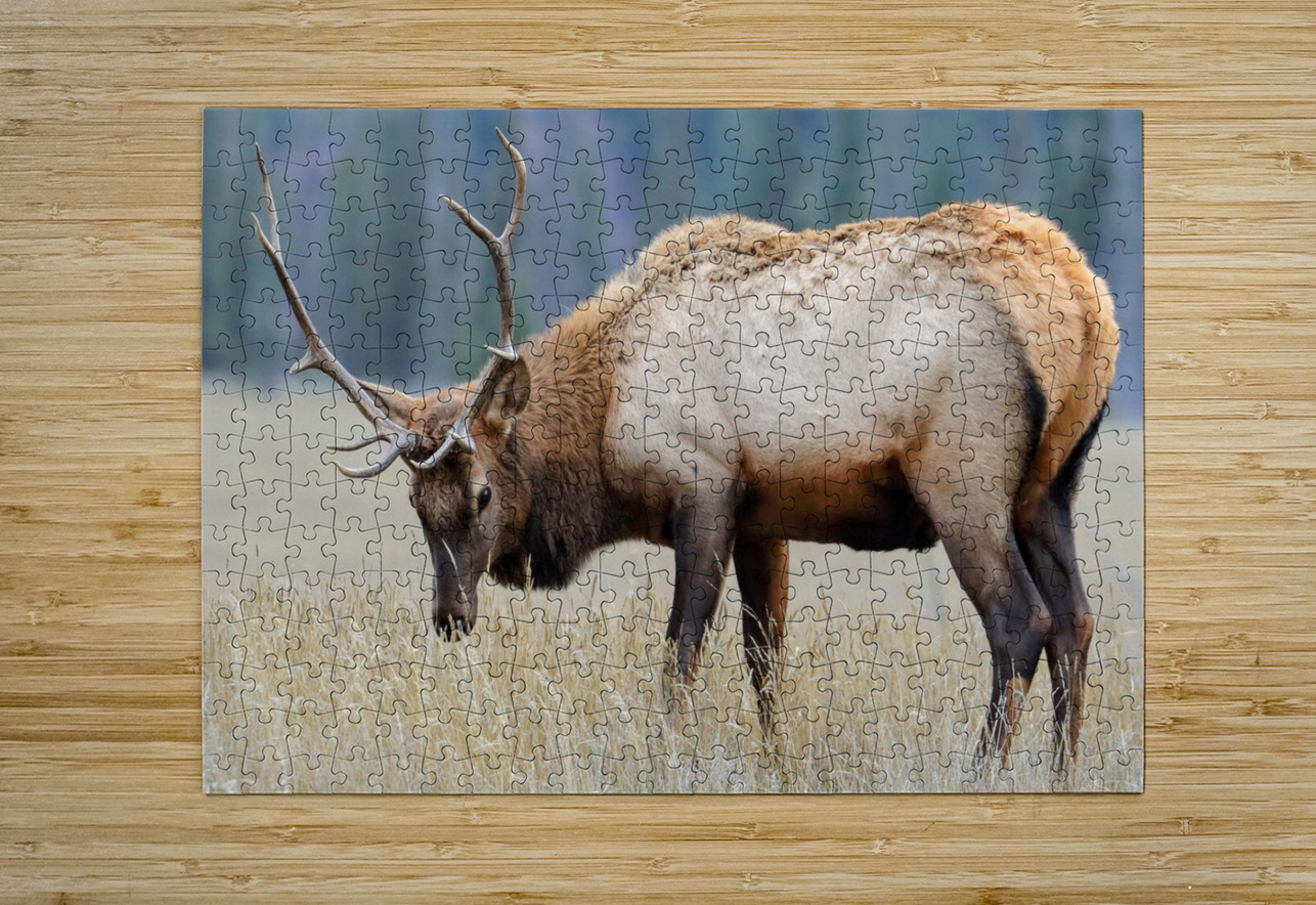 Jasper Elk Daniel Pekar Photography Puzzle printing