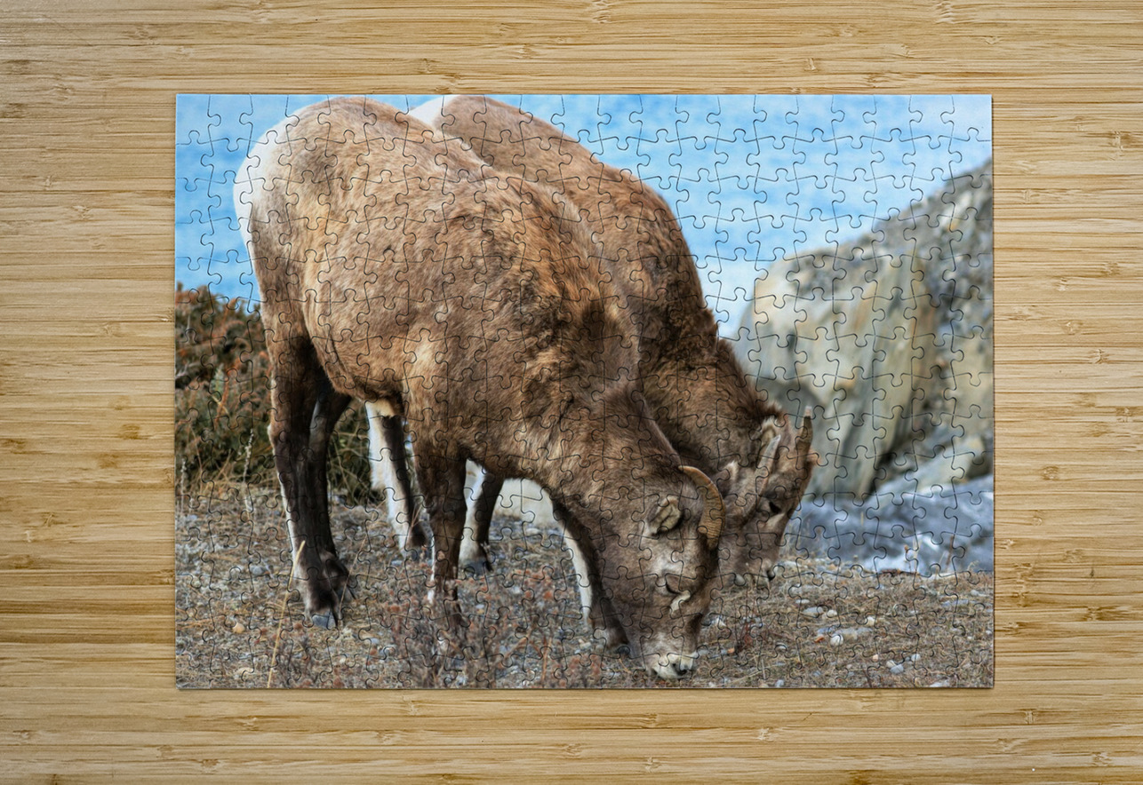 Young Mountain Rams Daniel Pekar Photography Puzzle printing
