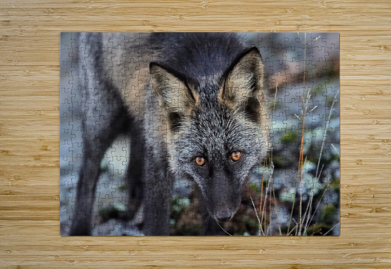 Fox Staredown Daniel Pekar Photography Puzzle printing