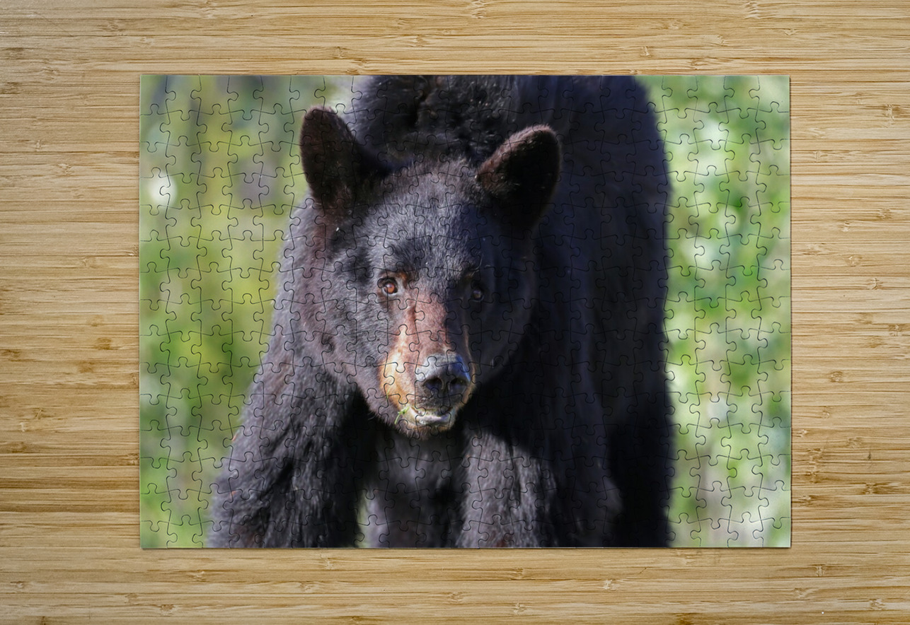Black Bear Portrait Daniel Pekar Photography Puzzle printing