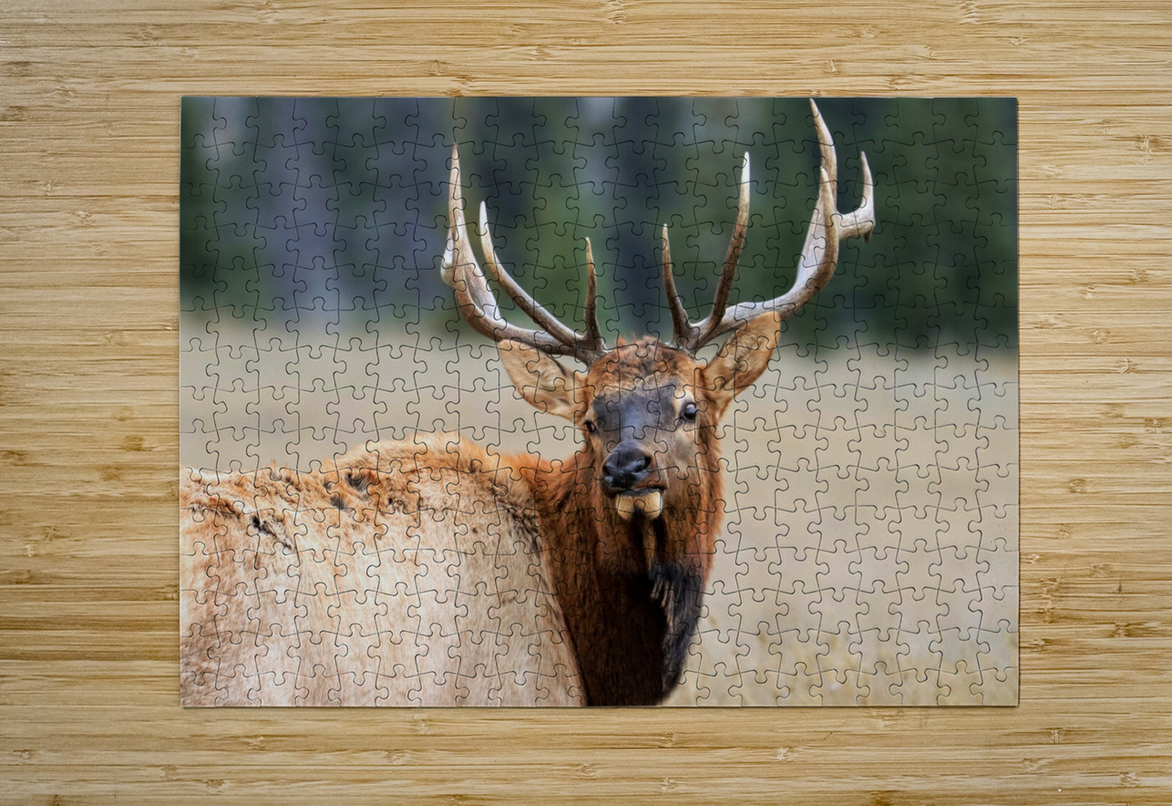 Elk Staredown Daniel Pekar Photography Puzzle printing