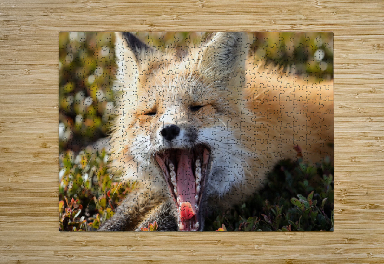 Fox Yawning Daniel Pekar Photography Puzzle printing