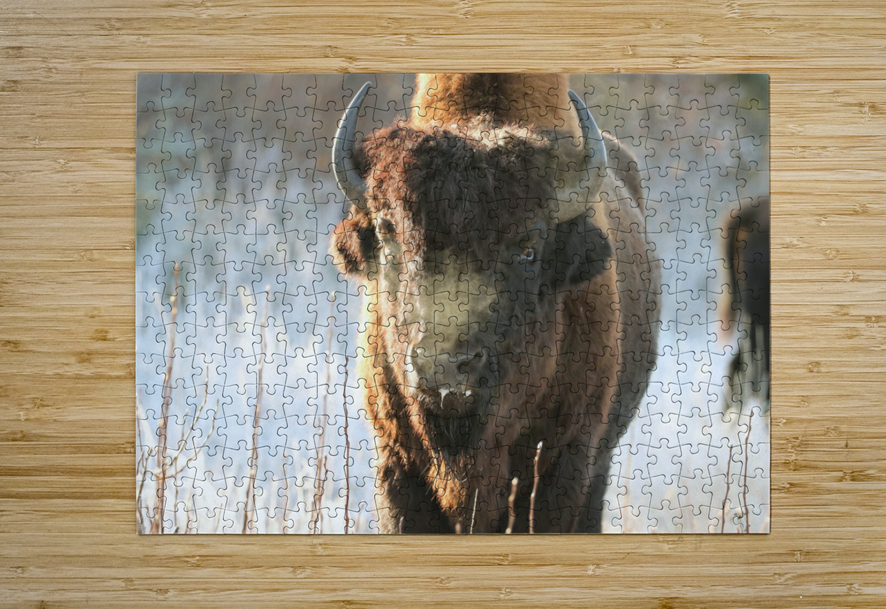 Wood Bison in Morning Frost Daniel Pekar Photography Puzzle printing