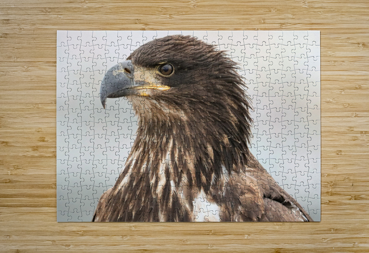 Juvenile Bald Eagle Portrait Daniel Pekar Photography Puzzle printing