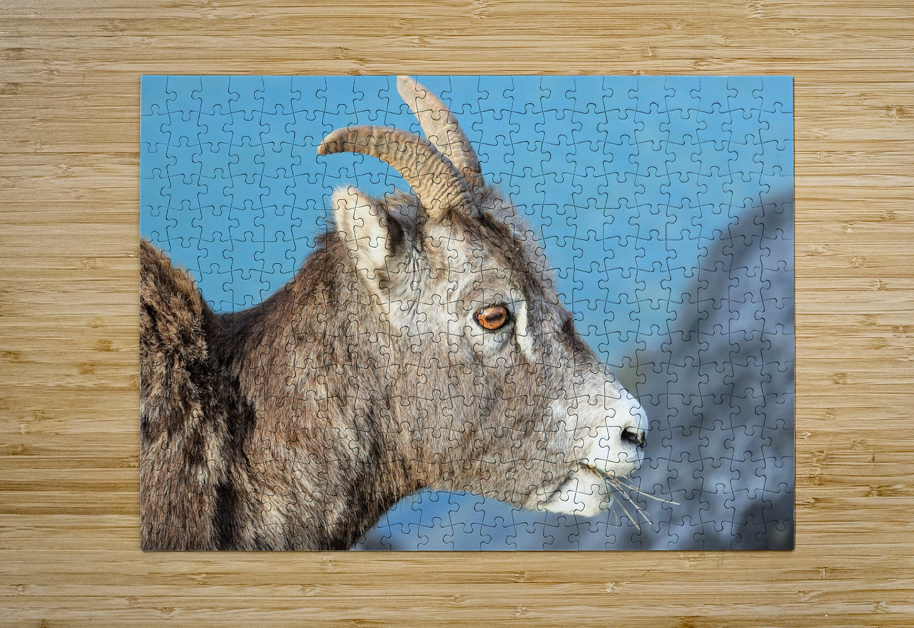 Mountain Ram Portrait Daniel Pekar Photography Puzzle printing