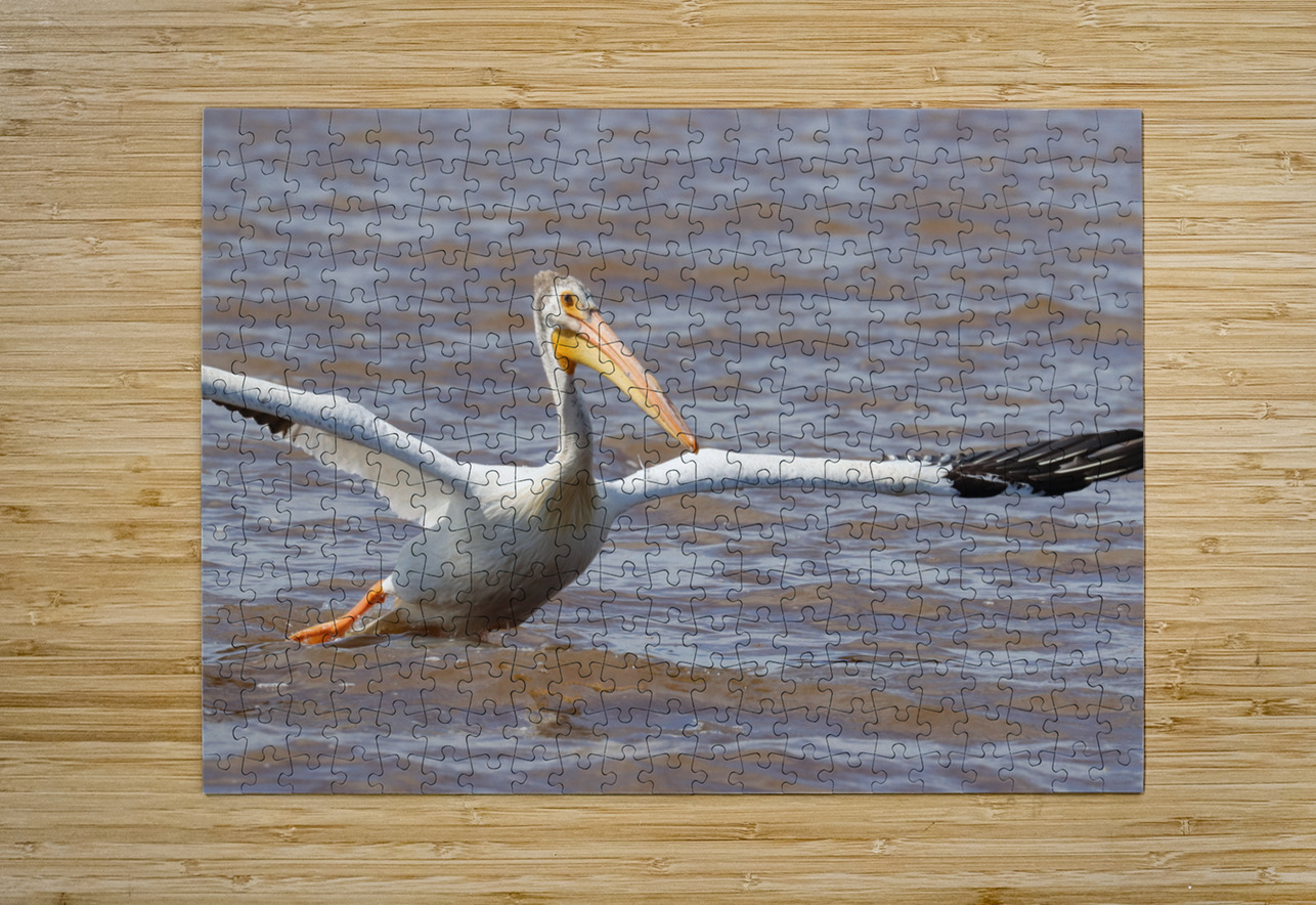 Pelican Takeoff Daniel Pekar Photography Puzzle printing