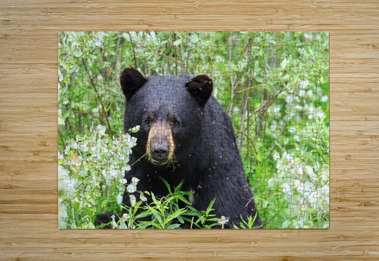 Black Bear Eating Daniel Pekar Photography Puzzle printing