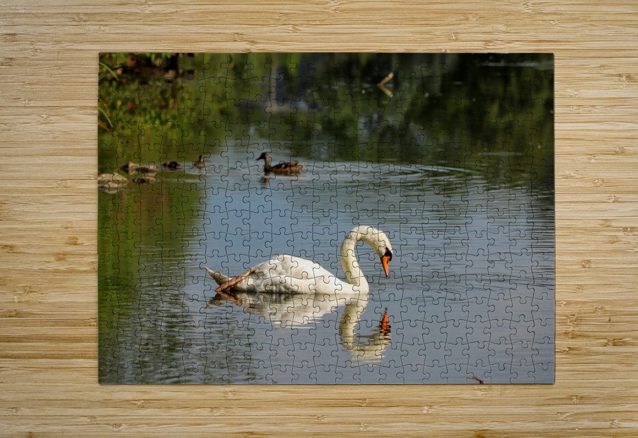 Swan Mirror reflections Daniel Pekar Photography Puzzle printing