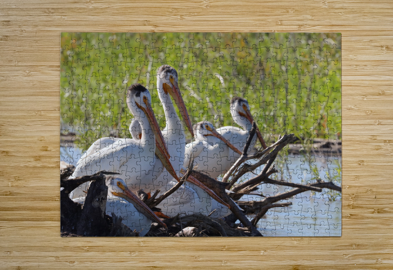 Pelicans relaxing along the Hay River  NWT Daniel Pekar Photography Puzzle printing
