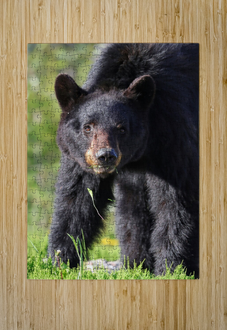 Black Bear Staredown Daniel Pekar Photography Puzzle printing