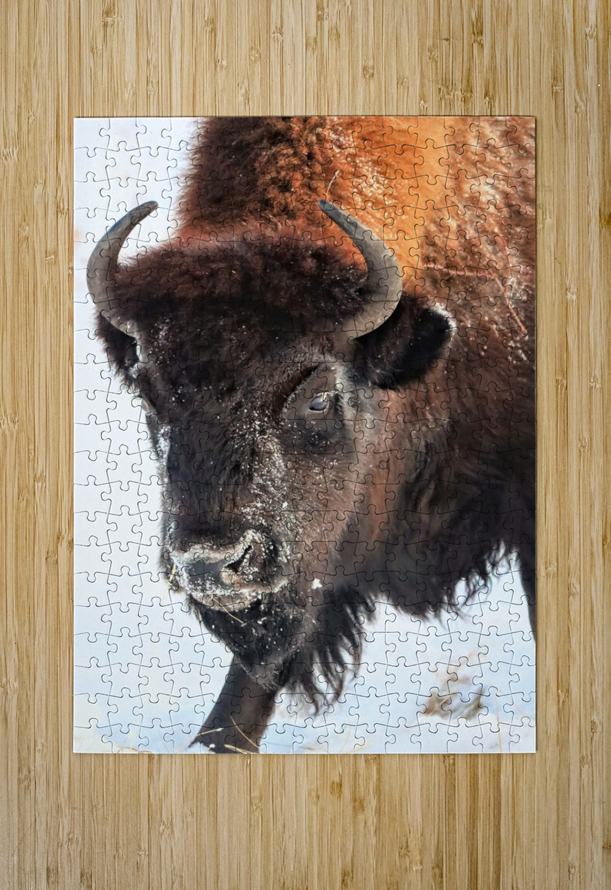 Winter Bison Portrait Daniel Pekar Photography Puzzle printing