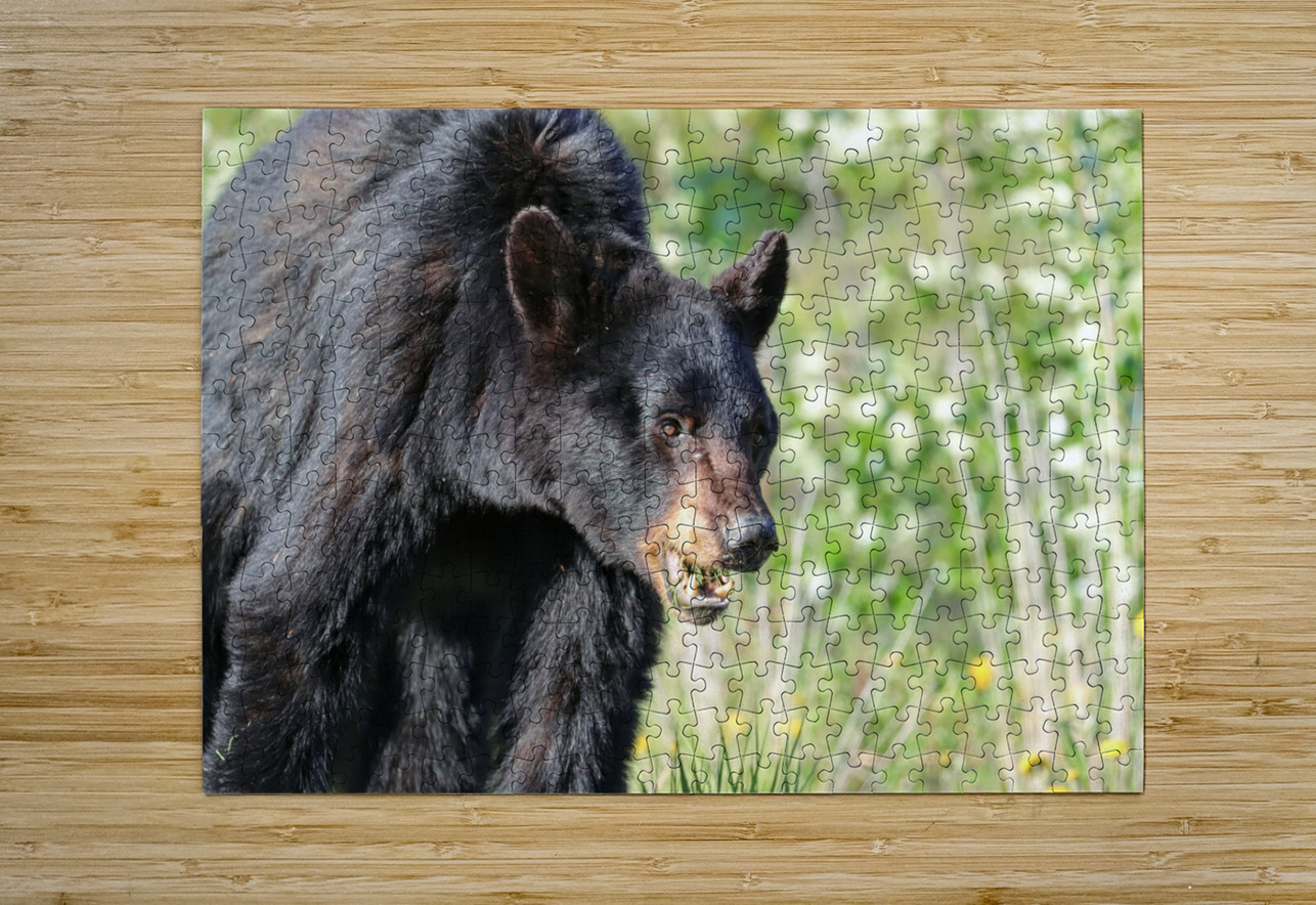 Black Bear eating grass Daniel Pekar Photography Puzzle printing