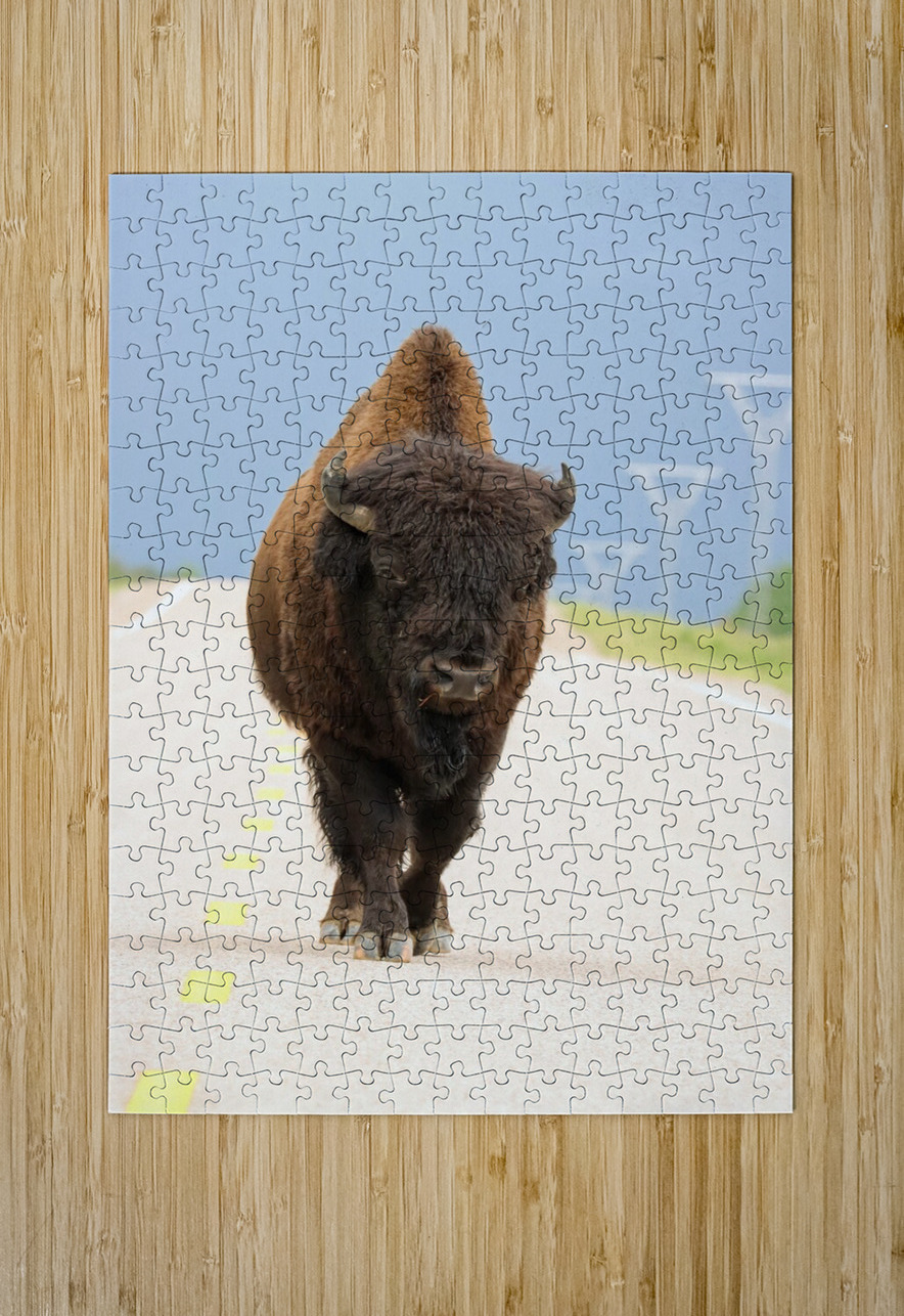 Big Boss of the Road   Wood Bison Daniel Pekar Photography Puzzle printing