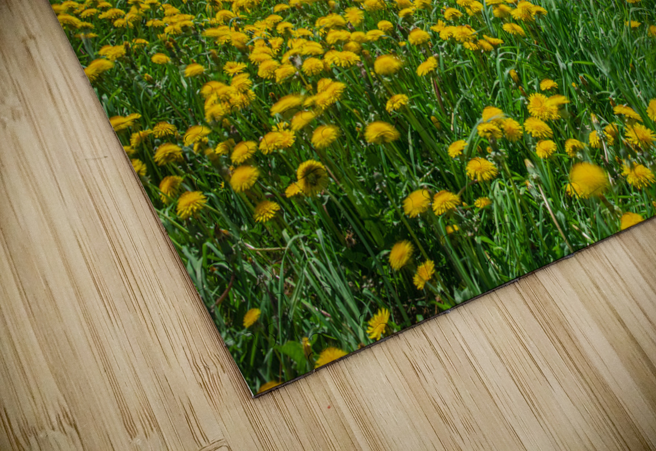 Bonaventure Dandelion Carpet Daniel Pekar Photography Puzzle