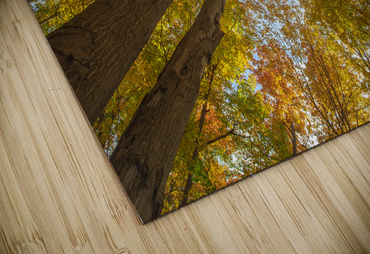 Forest Magical Autumn Glow Daniel Pekar Photography Puzzle