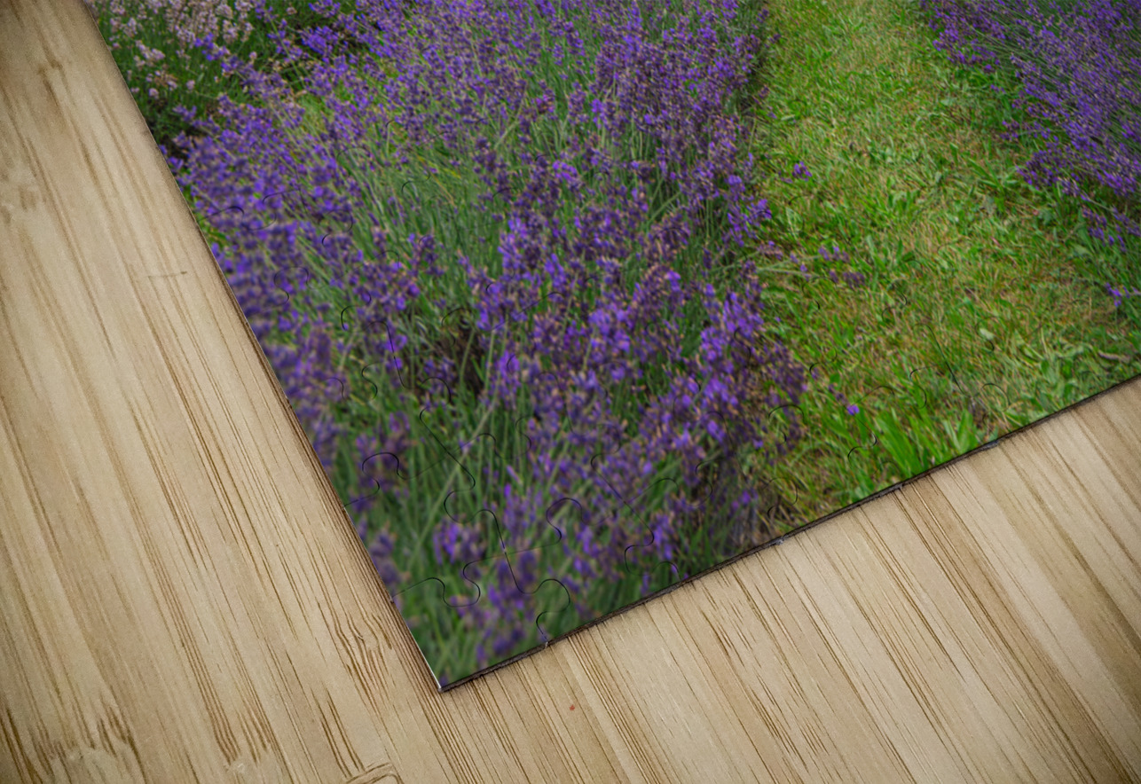 Lavender Field Dreams Daniel Pekar Photography Puzzle
