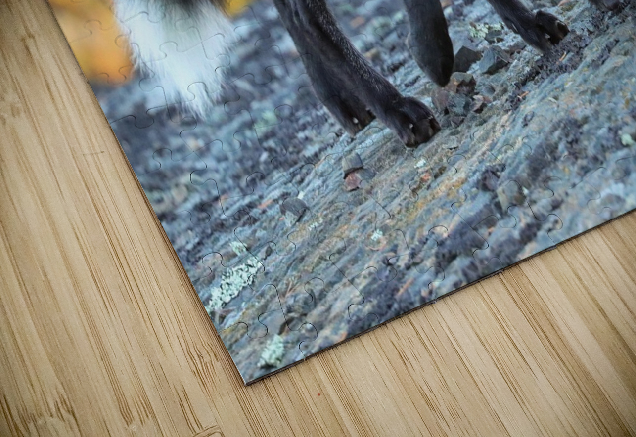 Autumn Crossfox Daniel Pekar Photography Puzzle