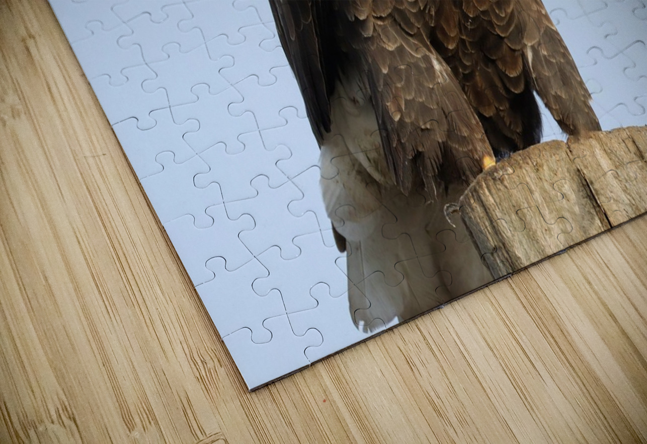 Bald Eagle portrait Daniel Pekar Photography Puzzle