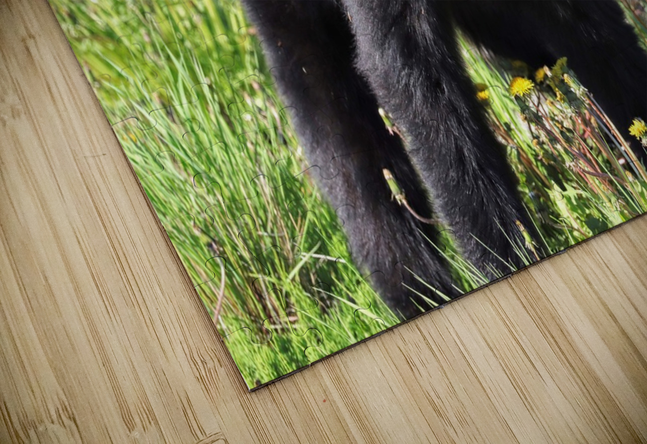 Black Bear Enjoying dandelions Daniel Pekar Photography Puzzle