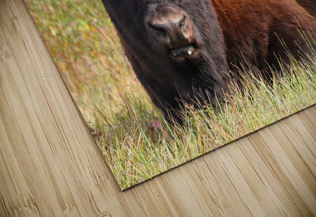 Friendly Giant   Wood Bison Daniel Pekar Photography Puzzle