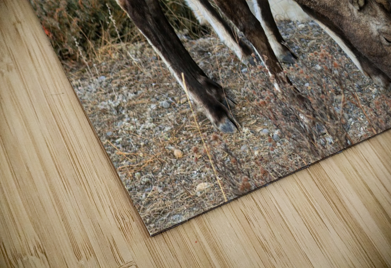 Young Mountain Rams Daniel Pekar Photography Puzzle