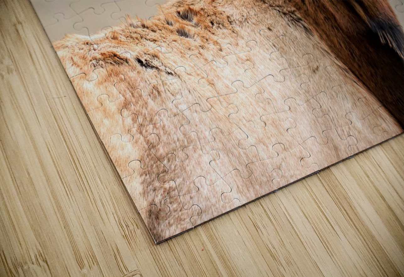 Elk Staredown Daniel Pekar Photography Puzzle