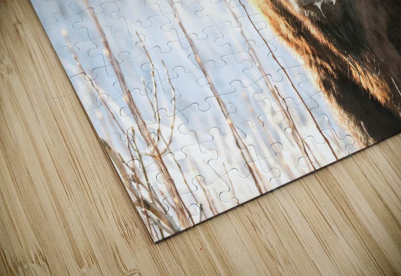 Wood Bison in Morning Frost Daniel Pekar Photography Puzzle