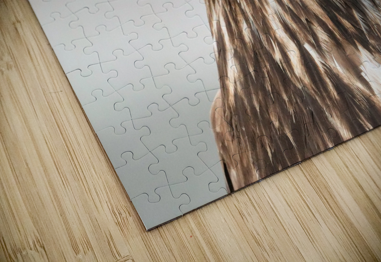 Juvenile Bald Eagle Portrait Daniel Pekar Photography Puzzle