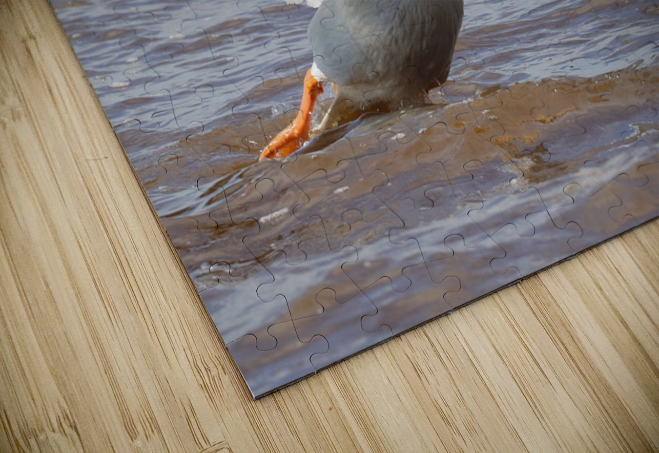 Pelican Takeoff Daniel Pekar Photography Puzzle