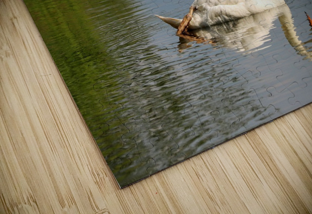 Swan Mirror reflections Daniel Pekar Photography Puzzle