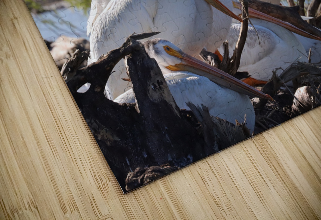 Pelicans relaxing along the Hay River  NWT Daniel Pekar Photography Puzzle