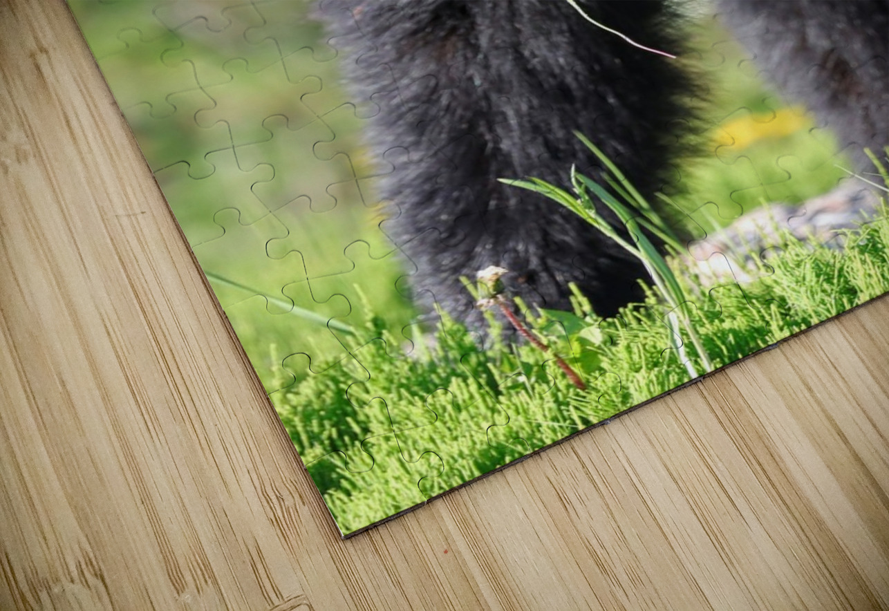 Black Bear Staredown Daniel Pekar Photography Puzzle