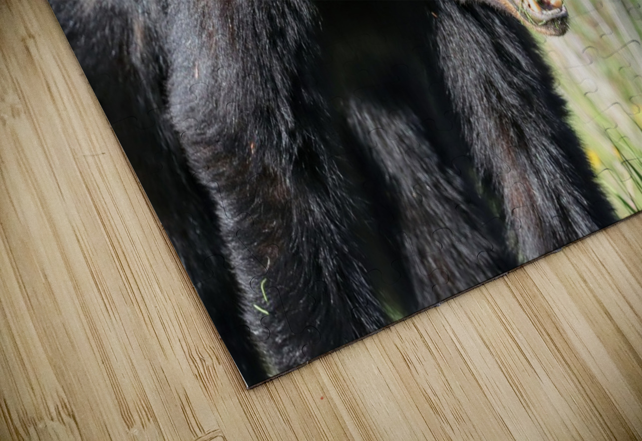 Black Bear eating grass Daniel Pekar Photography Puzzle