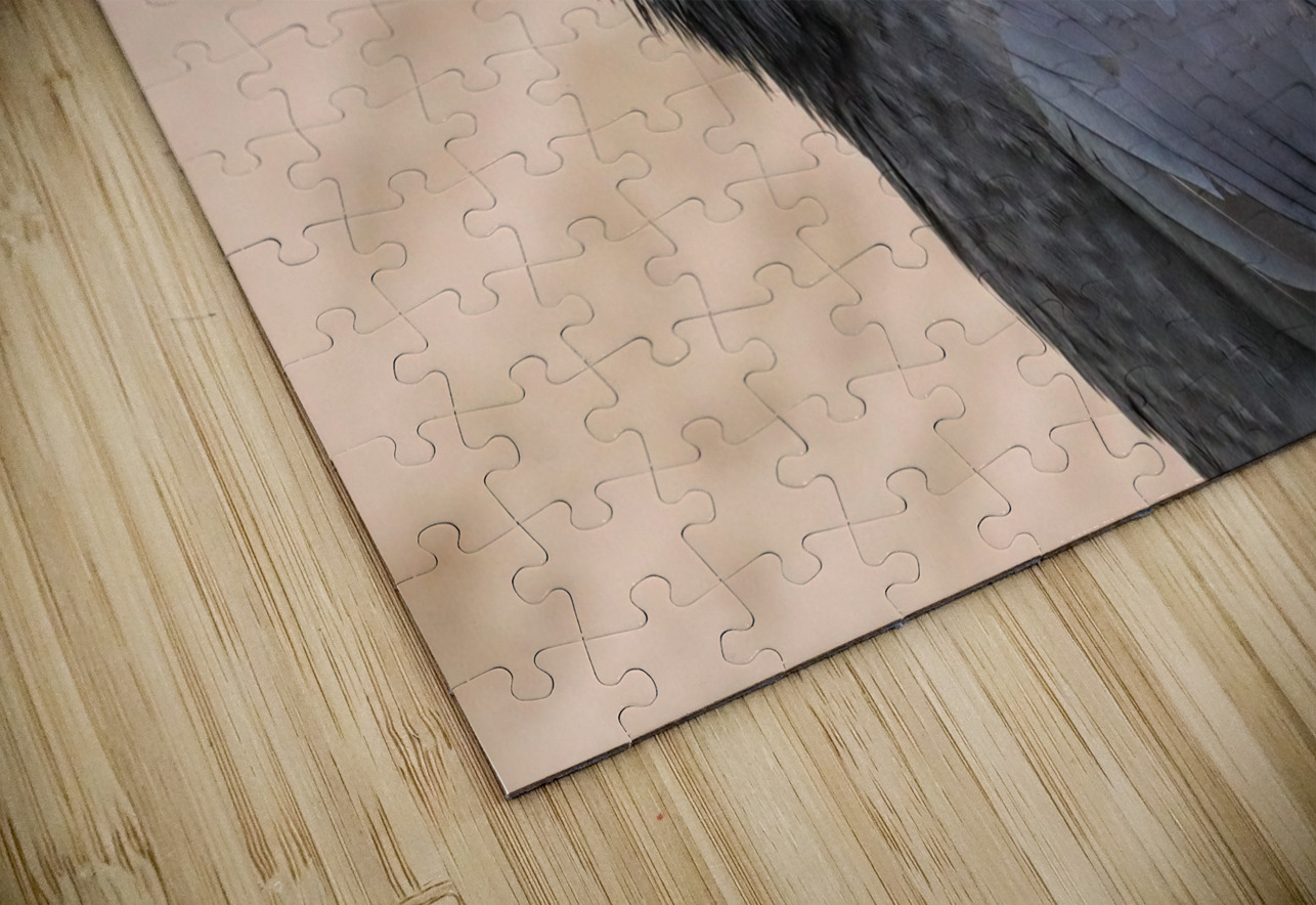 Raven singing Daniel Pekar Photography Puzzle