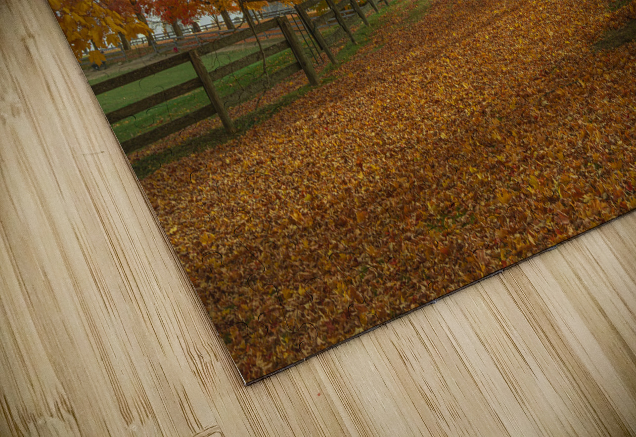 Autumn Farm Maple Pathway  Daniel Pekar Photography Puzzle