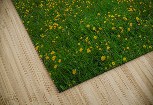 Perce dandelion field Daniel Pekar Photography puzzle