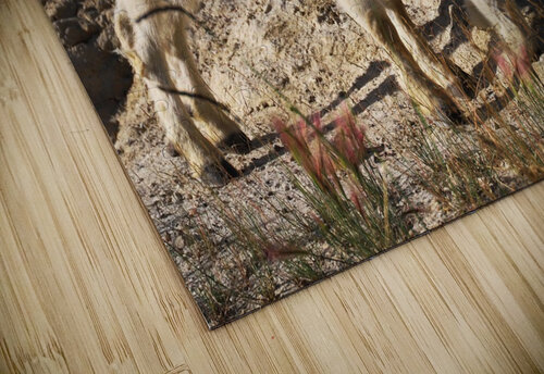 Jasper Mountain Goat Daniel Pekar Photography puzzle