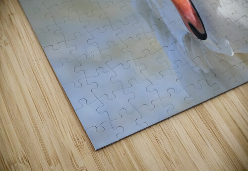 Swan Portrait Daniel Pekar Photography puzzle