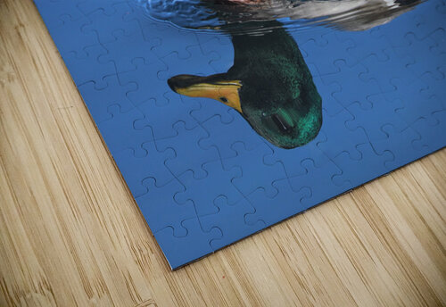 Duck Reflections Daniel Pekar Photography puzzle