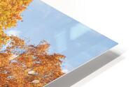 Autumn Classic Maples HD Metal print