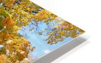 Flesherton Maple Magic HD Metal print