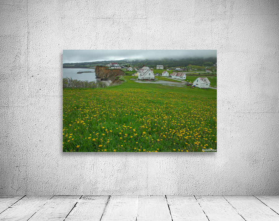 Perce dandelion field Wall Preview