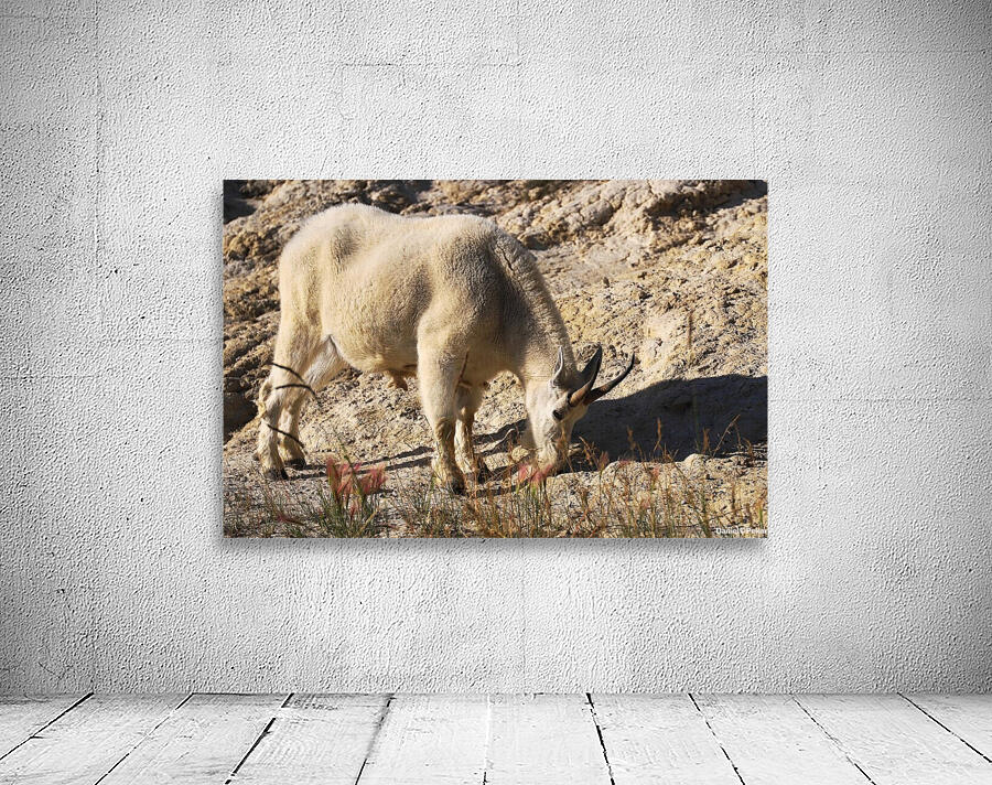 Jasper Mountain Goat Wall Preview