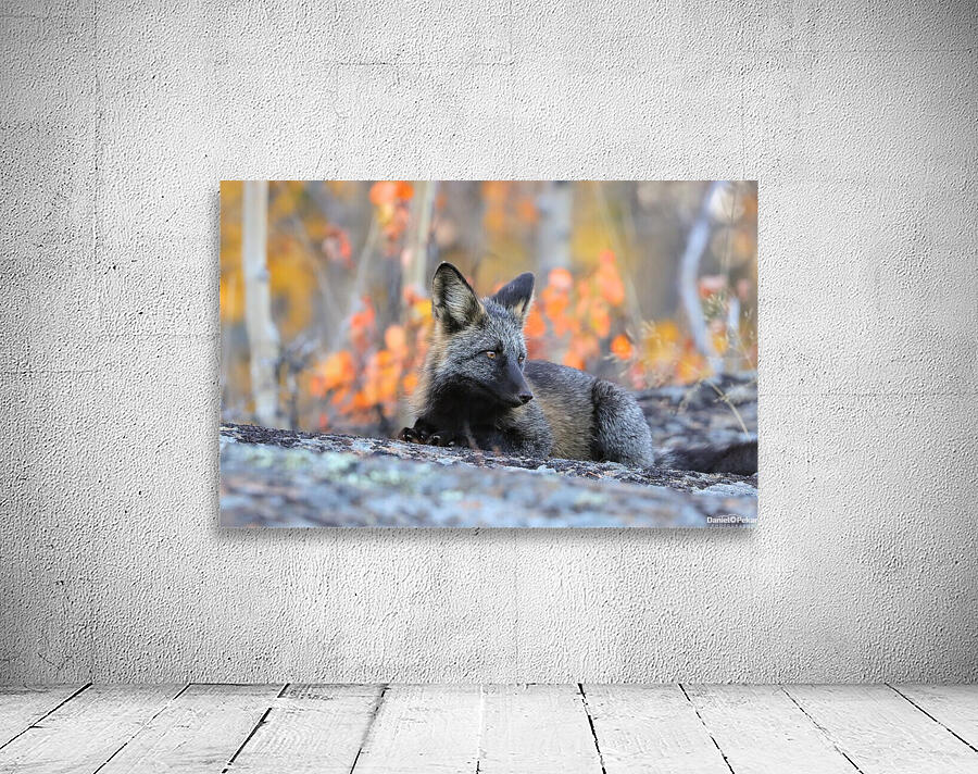 Young Crossfox in Autumn Wall Preview