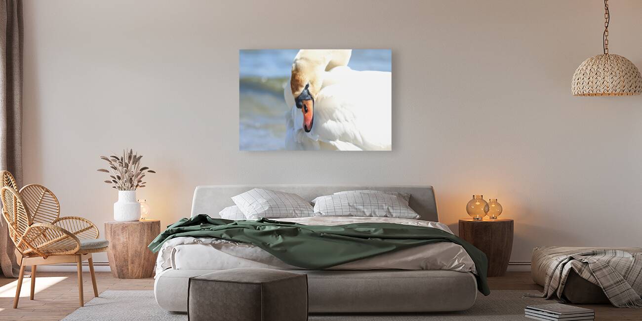 Swan Portrait Reproduction
