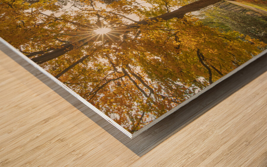 Autumn Glow Wood print