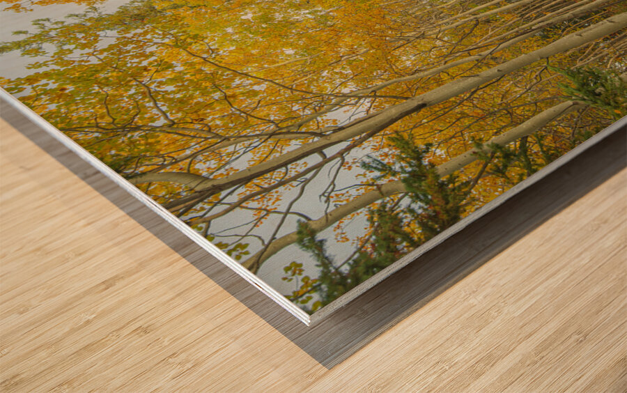 Northern Autumn Serenity Wood print