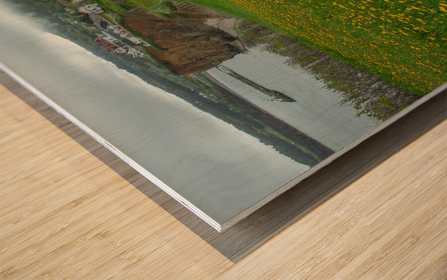 Perce dandelion field Wood print