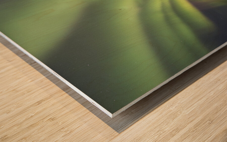 House Boat Aurora Explosion Wood print